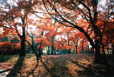 Red leaves in a party (Olympus XA2)